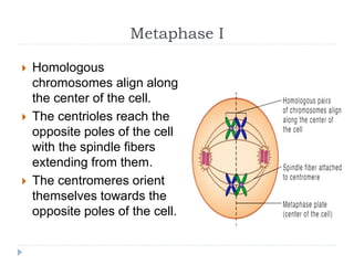 Metaphase I
 Homologous
chromosomes align along
the center of the cell.
 The centrioles reach the
opposite poles of the cell
with the spindle fibers
extending from them.
 The centromeres orient
themselves towards the
opposite poles of the cell.
 