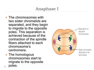 Anaphase I
 The chromosomes with
two sister chromatids are
separated, and they begin
to migrate to the opposite
poles. This separation is
achieved because of the
contraction of the spindle
fibers attached to each
chromosome’s
centromere.
 The homologous
chromosomes start to
migrate to the opposite
poles.
 
