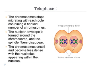 Telophase I
 The chromosomes stops
migrating with each pole
containing a haploid
number of chromosomes.
 The nuclear envelope is
formed around the
chromosome, and the
spindle fibers disappear.
 The chromosomes uncoil
and become less dense
with the nucleolus
appearing within the
nucleus.
 