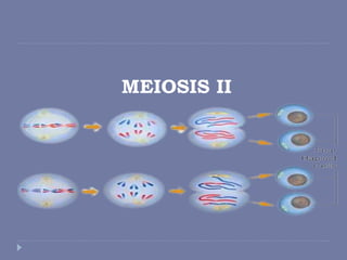 MEIOSIS II
 