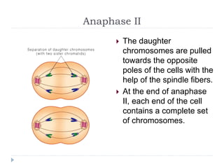 Anaphase II
 The daughter
chromosomes are pulled
towards the opposite
poles of the cells with the
help of the spindle fibers.
 At the end of anaphase
II, each end of the cell
contains a complete set
of chromosomes.
 
