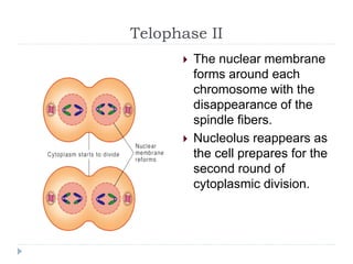 Telophase II
 The nuclear membrane
forms around each
chromosome with the
disappearance of the
spindle fibers.
 Nucleolus reappears as
the cell prepares for the
second round of
cytoplasmic division.
 