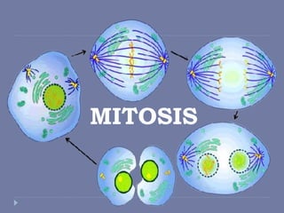 MITOSIS
 