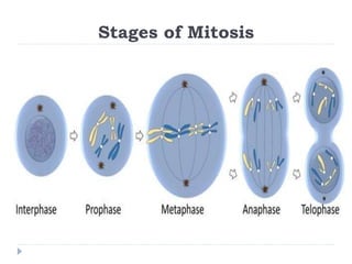 Stages of Mitosis
 