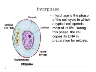Interphase
 Interphase is the phase
of the cell cycle in which
a typical cell spends
most of its life. During
this phase, the cell
copies its DNA in
preparation for mitosis.
 