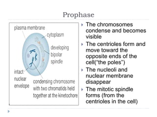 Prophase
 The chromosomes
condense and becomes
visible
 The centrioles form and
move toward the
opposite ends of the
cell(“the poles”)
 The nucleoli and
nuclear membrane
disappear
 The mitotic spindle
forms (from the
centrioles in the cell)
 
