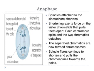 Anaphase
 Spindles attached to the
kinetochore shortens
 Shortening exerts force on the
sister chromatids that pulls
them apart. Each centromere
splits and the two chromatids
detaches
 The separated chromatids are
now termed chromosomes
 Spindle fibres continue to
shorten and pulls the
chromosomes towards the
poles.
 