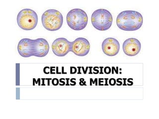 CELL DIVISION:
MITOSIS & MEIOSIS
 
