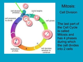 Mitosis:
Cell Division
The last part of
the Cell Cycle
is called
Mitosis and
has 4 phases
during which
the cell divides
into 2 cells
 