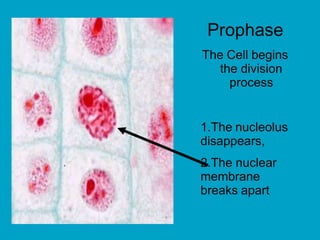 Prophase
The Cell begins
the division
process
1.The nucleolus
disappears,
2.The nuclear
membrane
breaks apart
 
