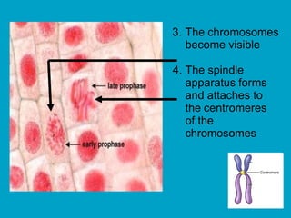 3. The chromosomes
become visible
4. The spindle
apparatus forms
and attaches to
the centromeres
of the
chromosomes
 
