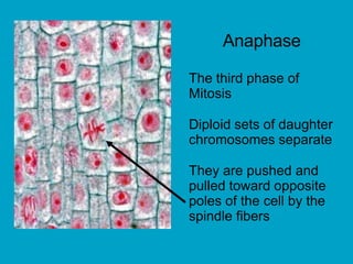 Anaphase
The third phase of
Mitosis
Diploid sets of daughter
chromosomes separate
They are pushed and
pulled toward opposite
poles of the cell by the
spindle fibers
 