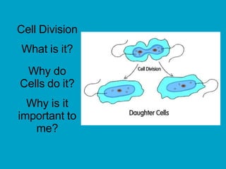 Cell Division
What is it?
Why do
Cells do it?
Why is it
important to
me?
 