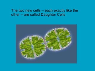 The two new cells – each exactly like the
other – are called Daughter Cells
 