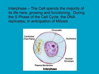 Interphase – The Cell spends the majority of
its life here, growing and functioning. During
the S Phase of the Cell Cycle, the DNA
replicates, in anticipation of Mitosis
 