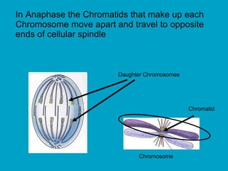 In Anaphase the Chromatids that make up each
Chromosome move apart and travel to opposite
ends of cellular spindle
Daughter Chromosomes
Chromosome
Chromatid
 