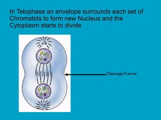 In Telophase an envelope surrounds each set of
Chromatids to form new Nucleus and the
Cytoplasm starts to divide
Cleavage Furrow
 