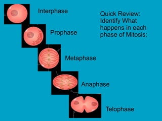 Quick Review:
Identify What
happens in each
phase of Mitosis:
Prophase
Metaphase
Anaphase
Telophase
Interphase
 