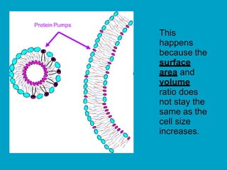 This
happens
because the
surface
area and
volume
ratio does
not stay the
same as the
cell size
increases.
Protein Pumps
 