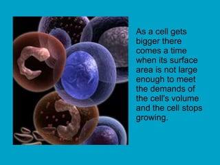 As a cell gets
bigger there
comes a time
when its surface
area is not large
enough to meet
the demands of
the cell's volume
and the cell stops
growing.
 