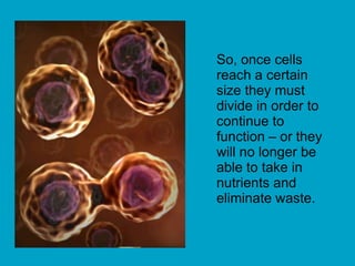 So, once cells
reach a certain
size they must
divide in order to
continue to
function – or they
will no longer be
able to take in
nutrients and
eliminate waste.
 