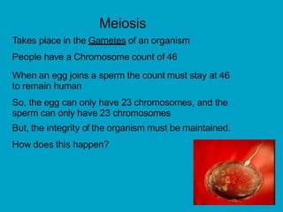 Meiosis
Takes place in the Gametes of an organism
People have a Chromosome count of 46
When an egg joins a sperm the count must stay at 46
to remain human
So, the egg can only have 23 chromosomes, and the
sperm can only have 23 chromosomes
But, the integrity of the organism must be maintained.
How does this happen?
 