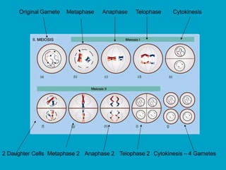 Original Gamete Metaphase Anaphase Telophase Cytokinesis
2 Daughter Cells Metaphase 2 Anaphase 2 Telophase 2 Cytokinesis – 4 Gametes
 