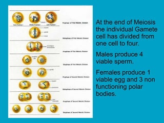 At the end of Meiosis
the individual Gamete
cell has divided from
one cell to four.
Males produce 4
viable sperm.
Females produce 1
viable egg and 3 non
functioning polar
bodies.
 