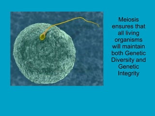 Meiosis
ensures that
all living
organisms
will maintain
both Genetic
Diversity and
Genetic
Integrity
 