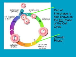 Part of
Interphase is
also known as
the G1 Phase
of the Cell
Cycle
(Growth
Phase)
 