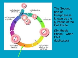 The Second
part of
Interphase is
known as the
S Phase of the
Cell Cycle
(Synthesis
Phase – when
DNA
duplicates)
 