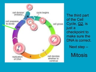 The third part
of the Cell
Cycle, G2, is
just a
checkpoint to
make sure the
DNA is correct.
Next step –
Mitosis
 
