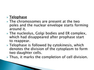  Telophase
 The chromosomes are present at the two
poles and the nuclear envelope starts forming
around it.
 The nucleolus, Golgi bodies and ER complex,
which had disappeared after prophase start
to reappear.
 Telophase is followed by cytokinesis, which
denotes the division of the cytoplasm to form
two daughter cells.
 Thus, it marks the completion of cell division.
 