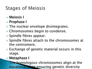 Meiosis I
 Prophase I
 The nuclear envelope disintegrates.
 Chromosomes begin to condense.
 Spindle fibres appear.
 Spindle fibres attach to the chromosomes at
the centromere.
 Exchange of genetic material occurs in this
stage.
 Metaphase I
 The homologous chromosomes align at the
equatorial plate ensuring genetic diversity
 
