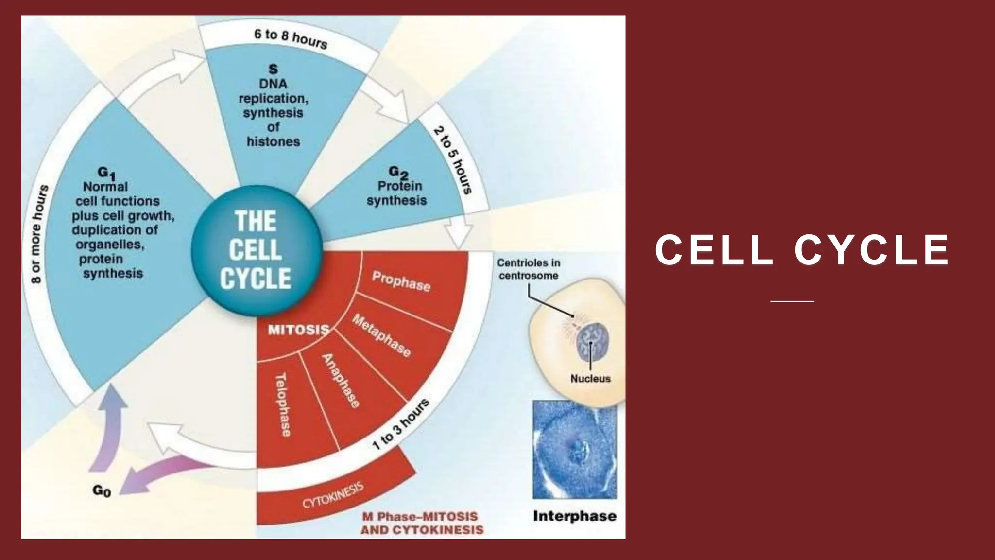 CELL CYCLE
 