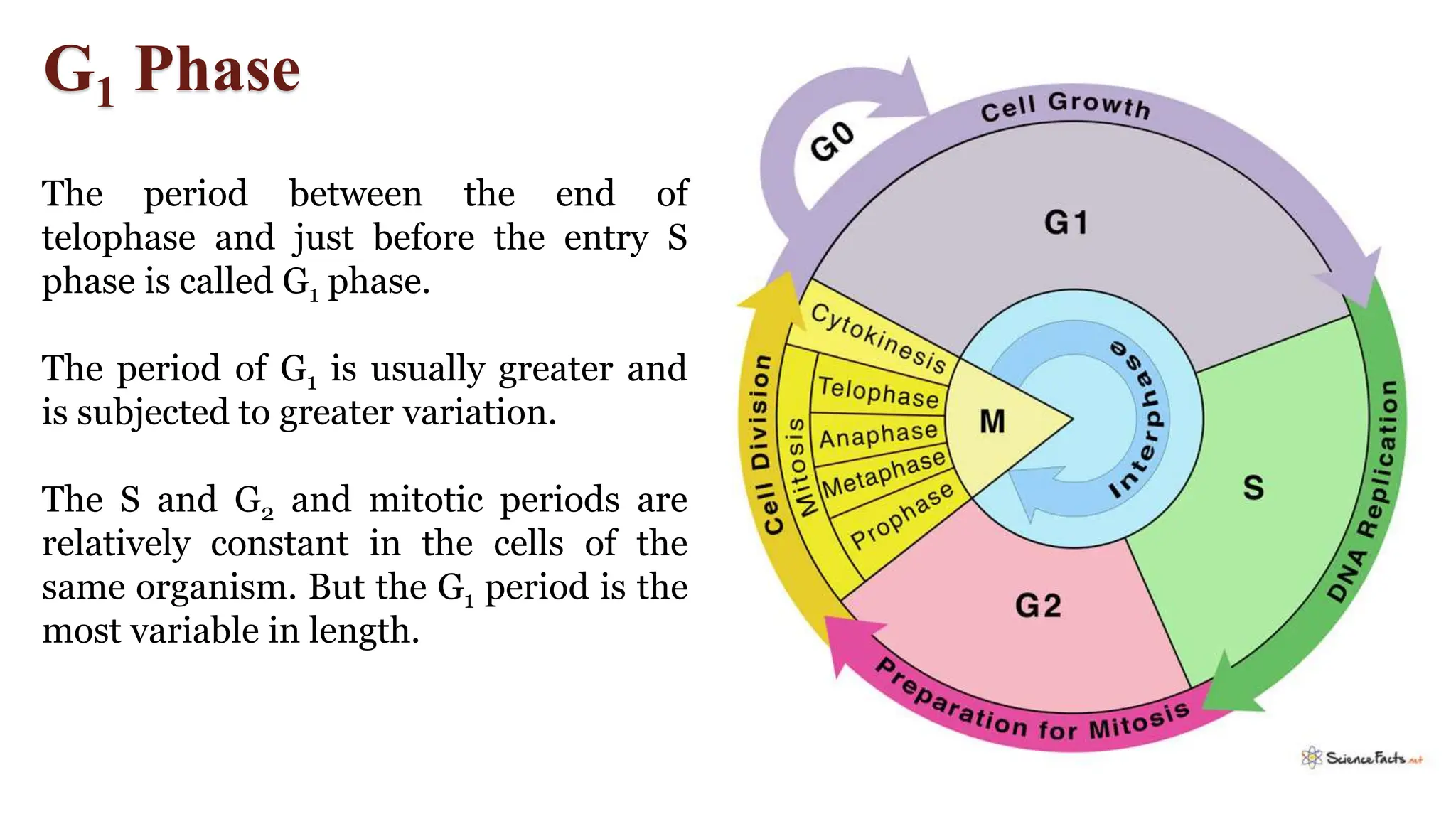 G1 Phase
The period between the end of
telophase and just before the entry S
phase is called G1 phase.
The period of G1 is usually greater and
is subjected to greater variation.
The S and G2 and mitotic periods are
relatively constant in the cells of the
same organism. But the G1 period is the
most variable in length.
 