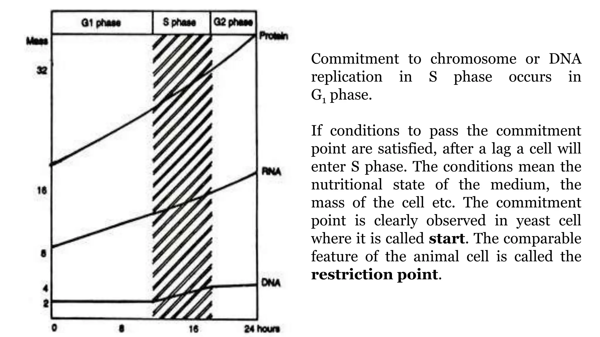 Commitment to chromosome or DNA
replication in S phase occurs in
G1 phase.
If conditions to pass the commitment
point are satisfied, after a lag a cell will
enter S phase. The conditions mean the
nutritional state of the medium, the
mass of the cell etc. The commitment
point is clearly observed in yeast cell
where it is called start. The comparable
feature of the animal cell is called the
restriction point.
 