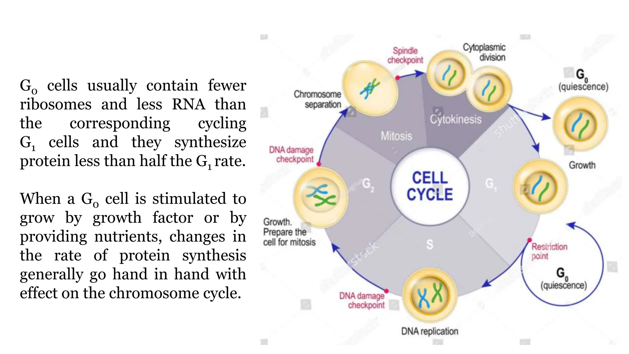 G0 cells usually contain fewer
ribosomes and less RNA than
the corresponding cycling
G1 cells and they synthesize
protein less than half the G1 rate.
When a G0 cell is stimulated to
grow by growth factor or by
providing nutrients, changes in
the rate of protein synthesis
generally go hand in hand with
effect on the chromosome cycle.
 