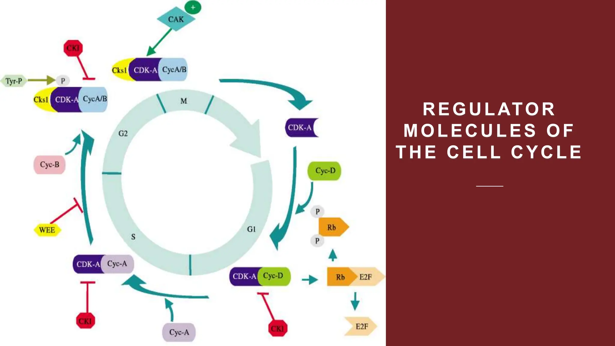 REGULATOR
MOLECULES OF
THE CELL CYCLE
 