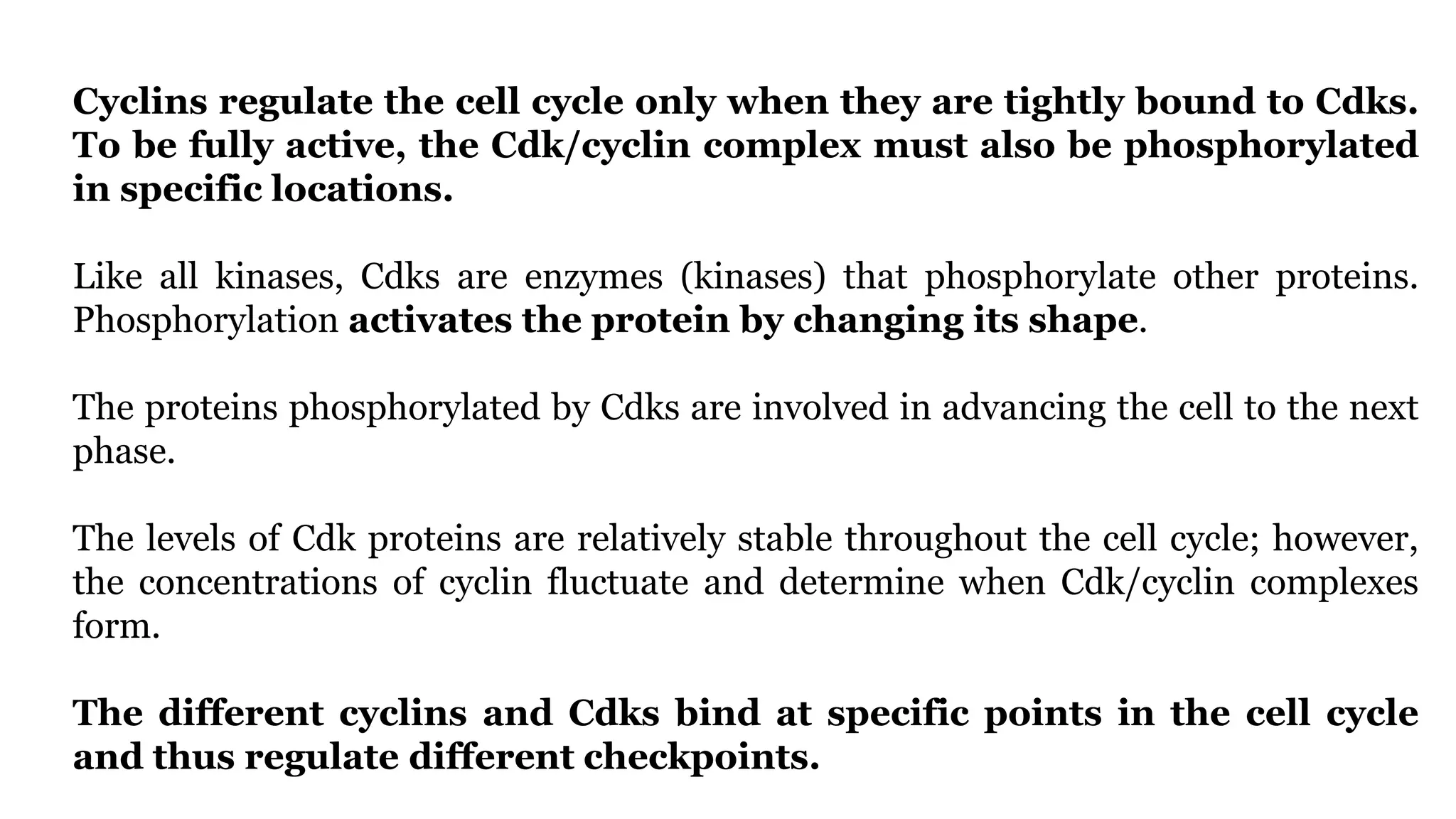 Cyclins regulate the cell cycle only when they are tightly bound to Cdks.
To be fully active, the Cdk/cyclin complex must also be phosphorylated
in specific locations.
Like all kinases, Cdks are enzymes (kinases) that phosphorylate other proteins.
Phosphorylation activates the protein by changing its shape.
The proteins phosphorylated by Cdks are involved in advancing the cell to the next
phase.
The levels of Cdk proteins are relatively stable throughout the cell cycle; however,
the concentrations of cyclin fluctuate and determine when Cdk/cyclin complexes
form.
The different cyclins and Cdks bind at specific points in the cell cycle
and thus regulate different checkpoints.
 