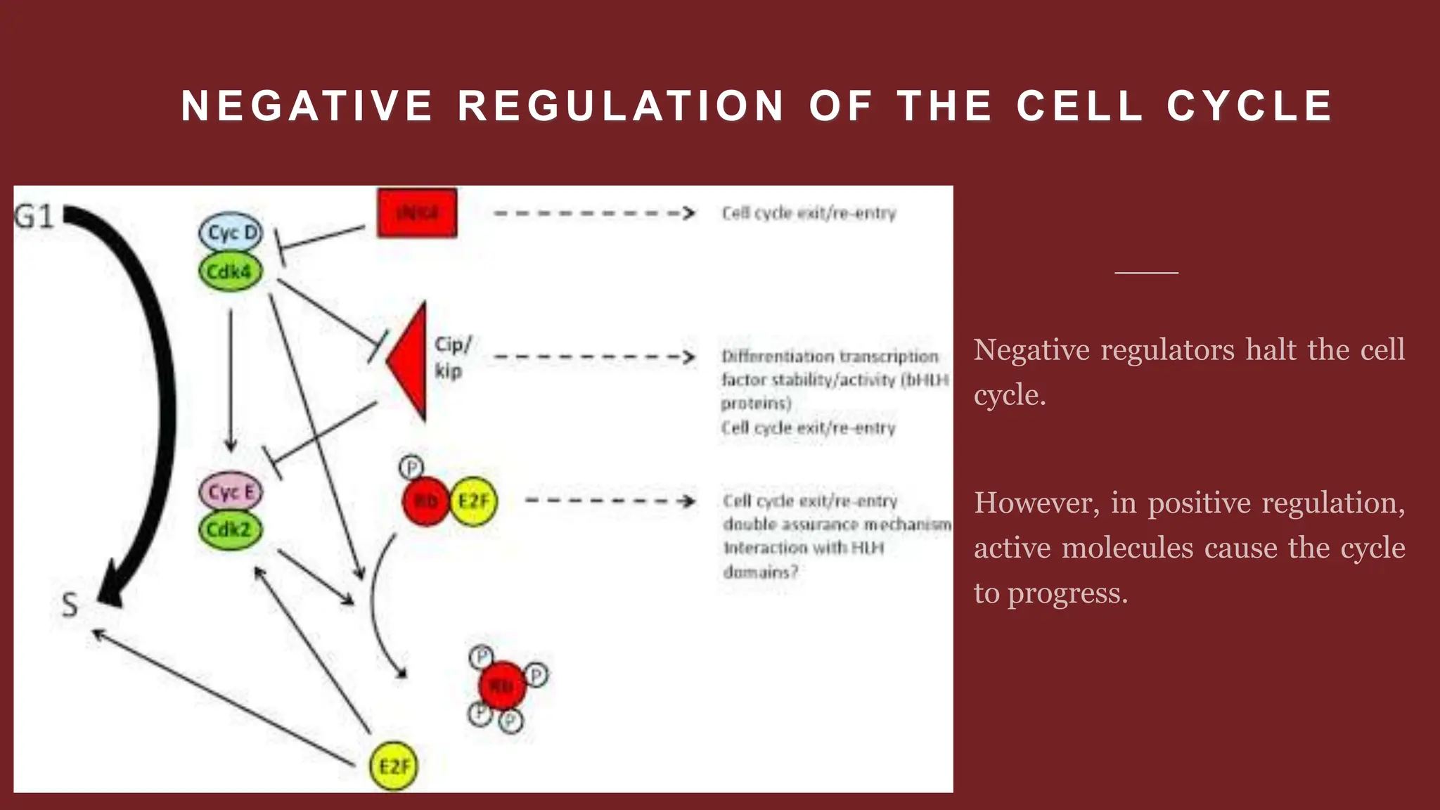 NEGATIVE REGULATION OF THE CELL CYCLE
 