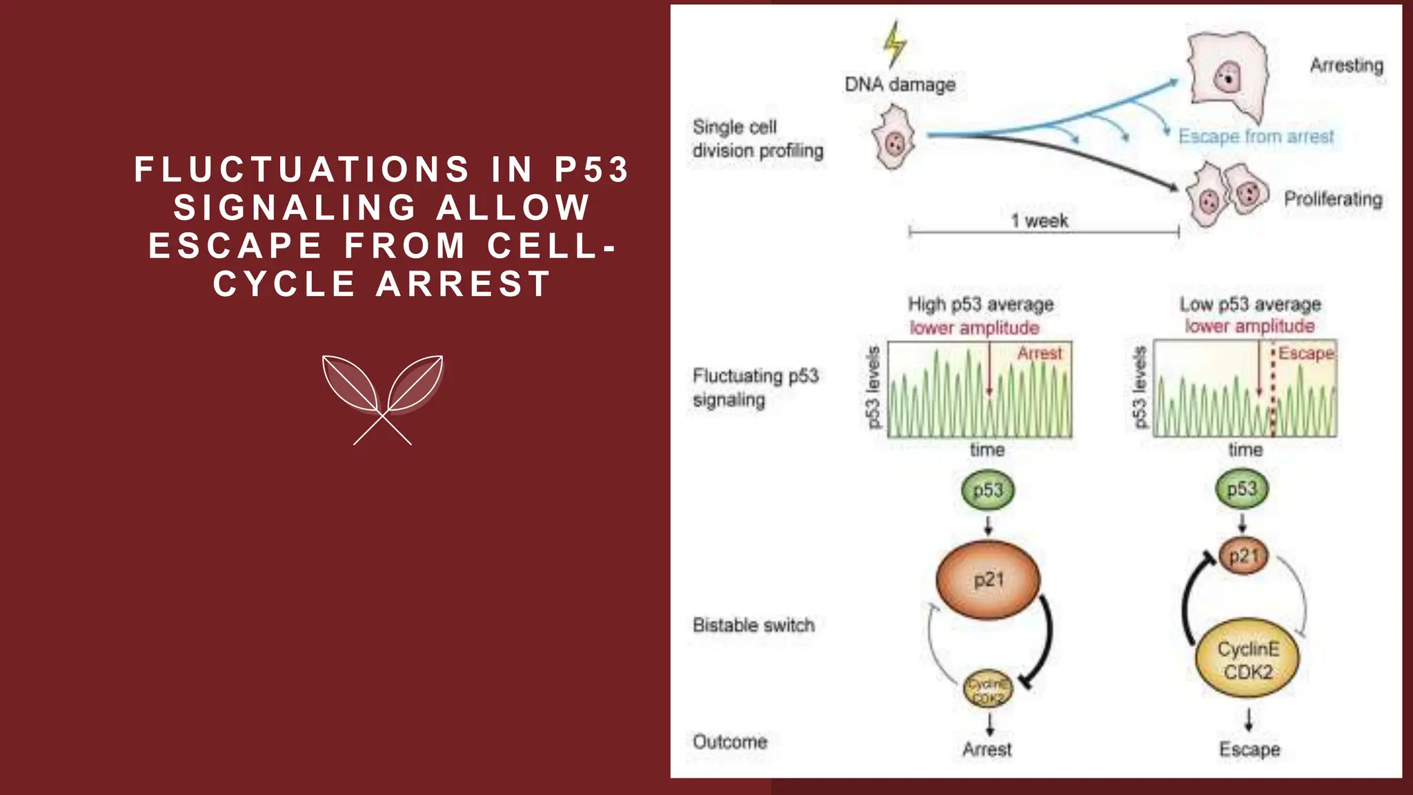 F L U C T U AT I O N S I N P 5 3
S I G N A L I N G A L L O W
E S C A P E F R O M C E L L -
C Y C L E A R R E S T
 