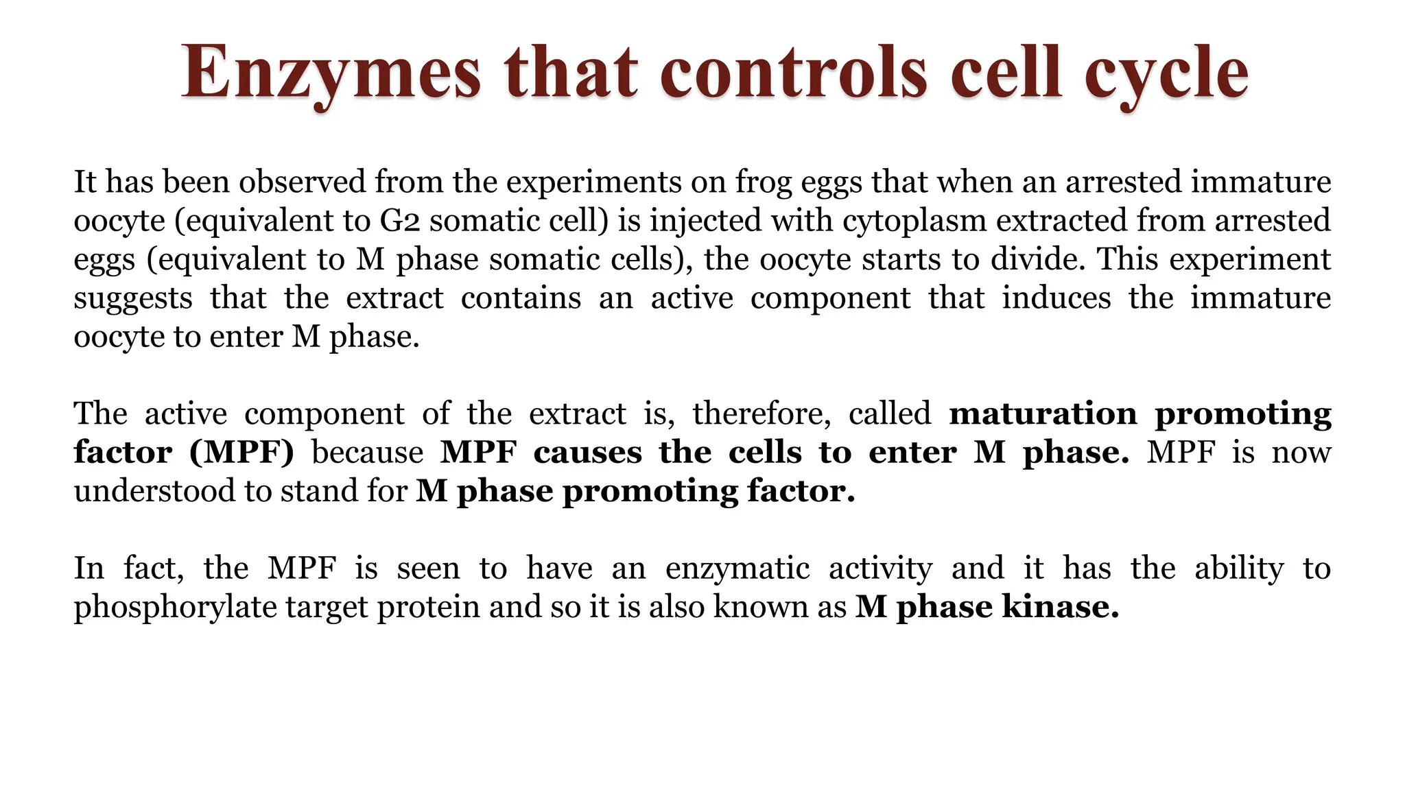 Enzymes that controls cell cycle
It has been observed from the experiments on frog eggs that when an arrested immature
oocyte (equivalent to G2 somatic cell) is injected with cytoplasm extracted from arrested
eggs (equivalent to M phase somatic cells), the oocyte starts to divide. This experiment
suggests that the extract contains an active component that induces the immature
oocyte to enter M phase.
The active component of the extract is, therefore, called maturation promoting
factor (MPF) because MPF causes the cells to enter M phase. MPF is now
understood to stand for M phase promoting factor.
In fact, the MPF is seen to have an enzymatic activity and it has the ability to
phosphorylate target protein and so it is also known as M phase kinase.
 