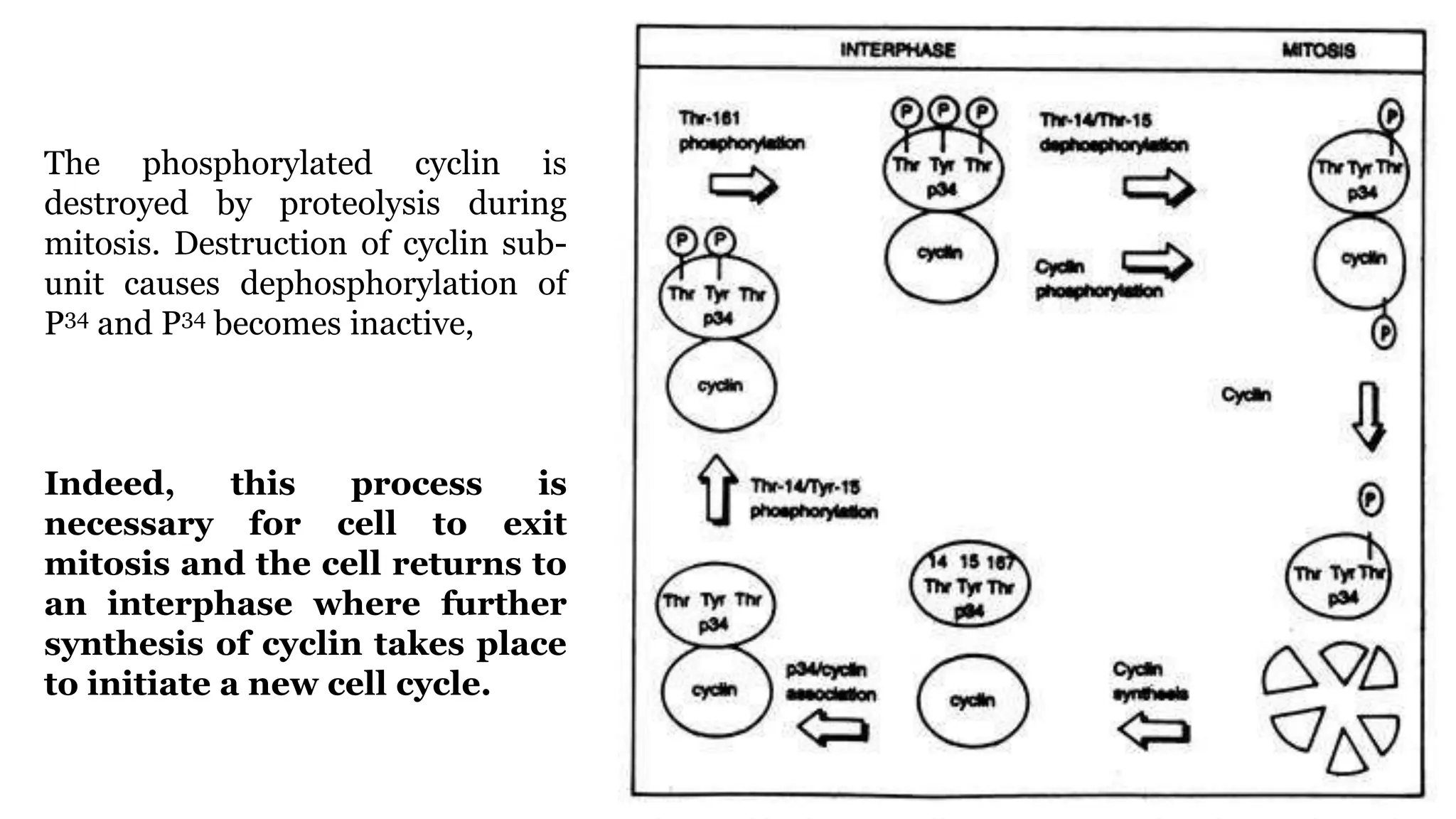 The phosphorylated cyclin is
destroyed by proteolysis during
mitosis. Destruction of cyclin sub-
unit causes dephosphorylation of
P34 and P34 becomes inactive,
Indeed, this process is
necessary for cell to exit
mitosis and the cell returns to
an interphase where further
synthesis of cyclin takes place
to initiate a new cell cycle.
 