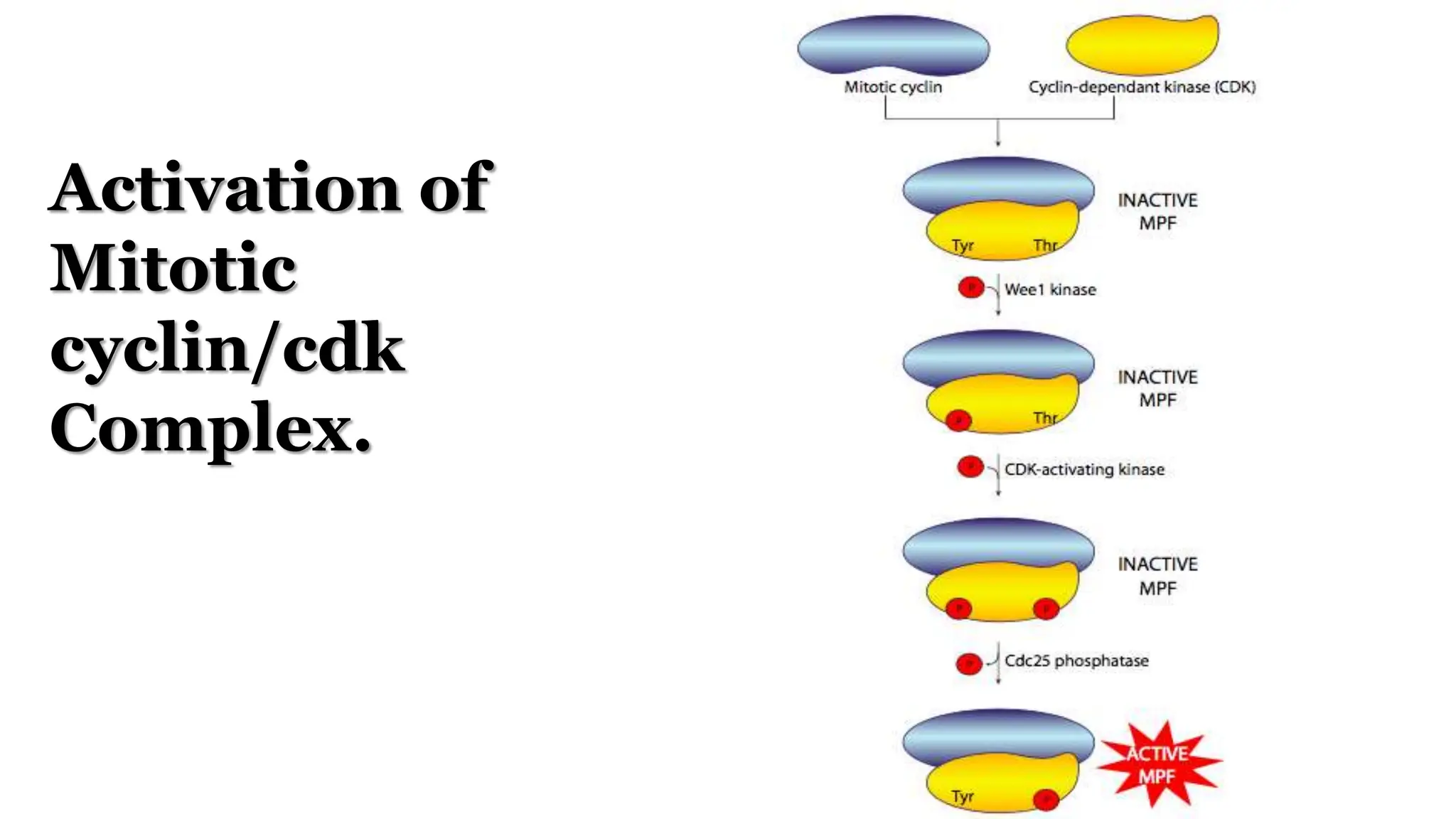 Activation of
Mitotic
cyclin/cdk
Complex.
 
