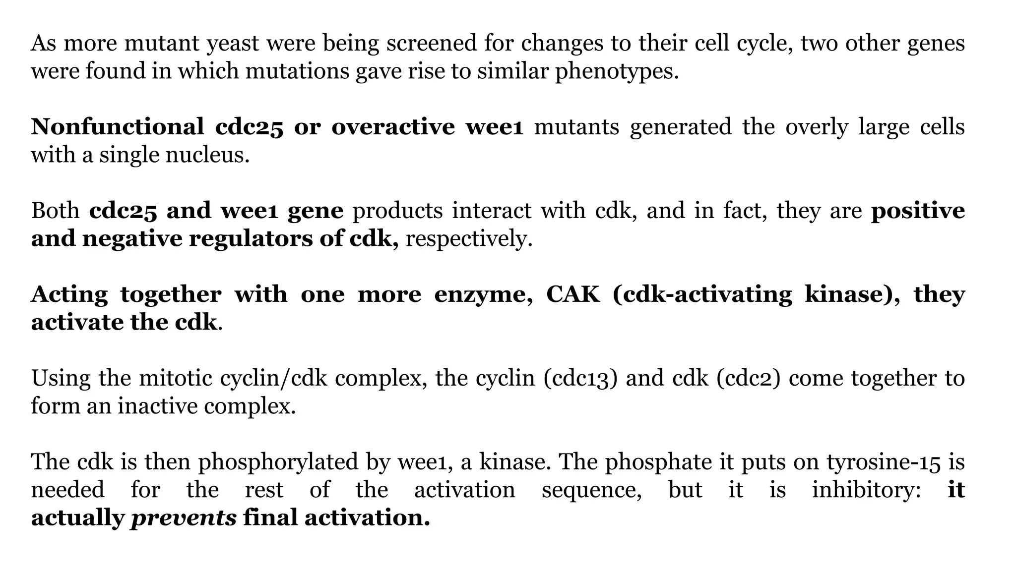 As more mutant yeast were being screened for changes to their cell cycle, two other genes
were found in which mutations gave rise to similar phenotypes.
Nonfunctional cdc25 or overactive wee1 mutants generated the overly large cells
with a single nucleus.
Both cdc25 and wee1 gene products interact with cdk, and in fact, they are positive
and negative regulators of cdk, respectively.
Acting together with one more enzyme, CAK (cdk-activating kinase), they
activate the cdk.
Using the mitotic cyclin/cdk complex, the cyclin (cdc13) and cdk (cdc2) come together to
form an inactive complex.
The cdk is then phosphorylated by wee1, a kinase. The phosphate it puts on tyrosine-15 is
needed for the rest of the activation sequence, but it is inhibitory: it
actually prevents final activation.
 