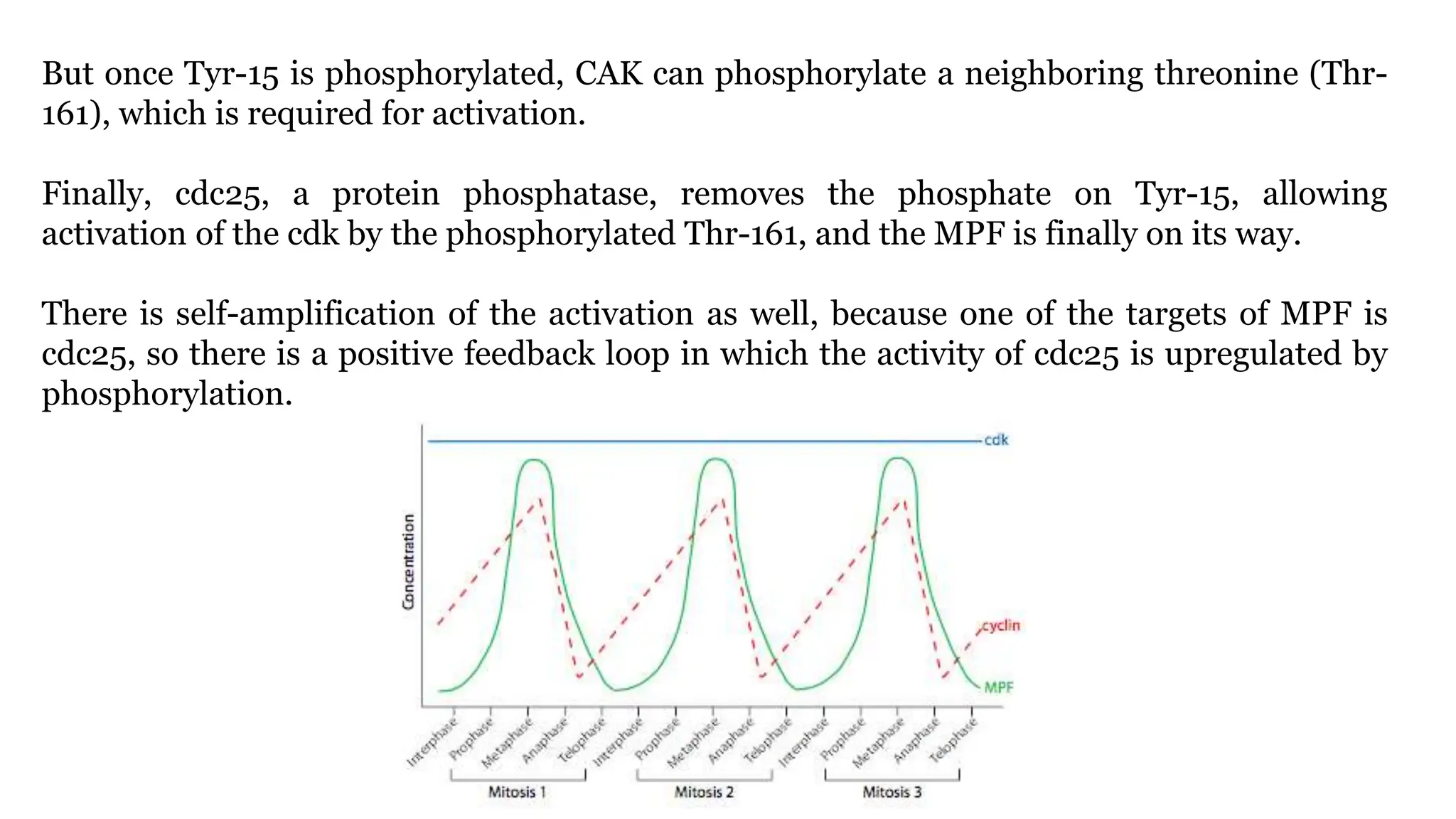 But once Tyr-15 is phosphorylated, CAK can phosphorylate a neighboring threonine (Thr-
161), which is required for activation.
Finally, cdc25, a protein phosphatase, removes the phosphate on Tyr-15, allowing
activation of the cdk by the phosphorylated Thr-161, and the MPF is finally on its way.
There is self-amplification of the activation as well, because one of the targets of MPF is
cdc25, so there is a positive feedback loop in which the activity of cdc25 is upregulated by
phosphorylation.
 