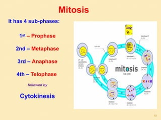 Mitosis
It has 4 sub-phases:
1st – Prophase
2nd – Metaphase
3rd – Anaphase
4th – Telophase
followed by
Cytokinesis
10
 