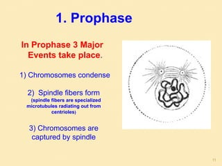 1. Prophase
In Prophase 3 Major
Events take place.
1) Chromosomes condense
2) Spindle fibers form
(spindle fibers are specialized
microtubules radiating out from
centrioles)
3) Chromosomes are
captured by spindle
11
 