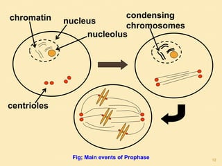 chromatin
nucleolus
nucleus
centrioles
condensing
chromosomes
Fig; Main events of Prophase 12
 